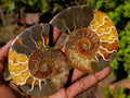 Polished Cleoniceras Ammonite Fossil Pairs x 4 From Tulear, Madagascar