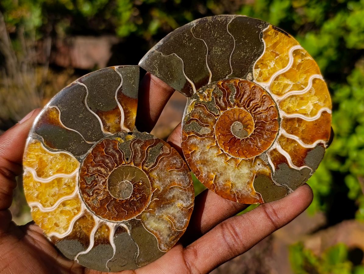 Polished Cleoniceras Ammonite Fossil Pairs x 4 From Tulear, Madagascar