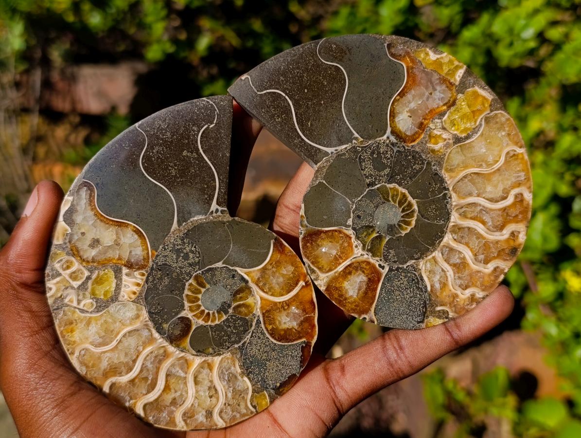 Polished Cleoniceras Ammonite Fossil Pairs x 4 From Tulear, Madagascar