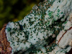 Natural Drusy Coated Chrysocolla Specimens with Malachite x 6 From Lupoto Mine, Congo