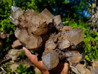 Natural Large Cascading White Phantom Smokey Clear Luena Quartz Cluster x 1 From Luena, Congo