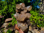 Natural Large Cascading White Phantom Smokey Clear Luena Quartz Cluster x 1 From Luena, Congo