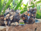 Natural Smokey Quartz Clusters with Schorl Black Tourmaline and Feldspar x 2 From Erongo, Namibia