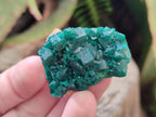 Natural Dioptase Specimens on Dolomite Matrix x 12 From Tantara Mine, Congo