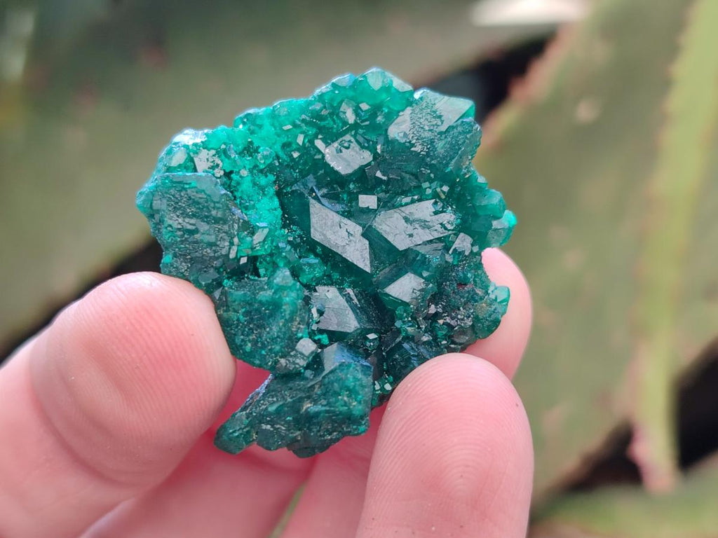 Natural Dioptase Specimens on Dolomite Matrix x 12 From Tantara Mine, Congo