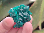 Natural Dioptase Specimens on Dolomite Matrix x 12 From Tantara Mine, Congo