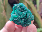 Natural Dioptase Specimens on Dolomite Matrix x 12 From Tantara Mine, Congo