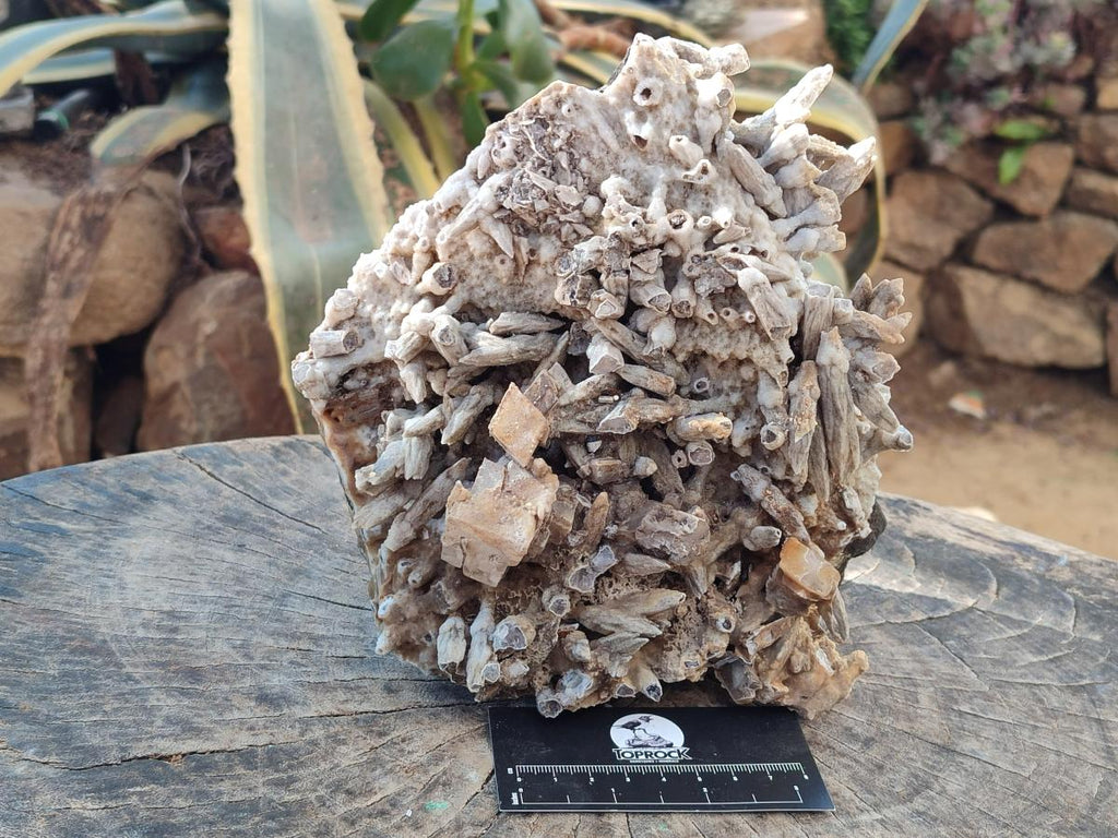 Natural Large Drusy Coated Calcite Spearhead Sceptre Cluster x 1 From Albert's Mountain, Lesotho