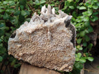 Natural Large Drusy Coated Calcite Spearhead Sceptre Cluster x 1 From Albert's Mountain, Lesotho