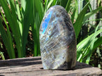 Polished Rare Purple Sunset Flash Labradorite Standing Display Pieces x 2 From Madagascar