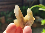Natural Drusy Fairy Spirit Quartz Single Crystals x 75 From Boekenhouthoek, South Africa