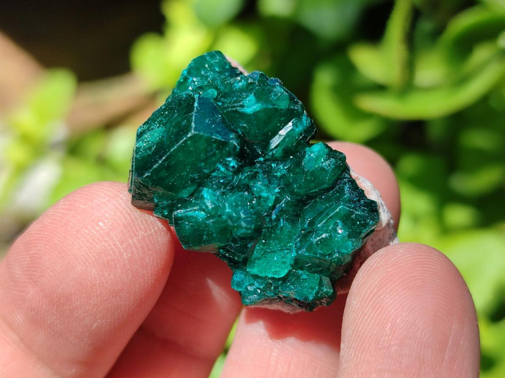 Natural Dioptase Specimens on Dolomite Matrix x 20 From Tantara Mine, Congo