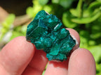 Natural Dioptase Specimens on Dolomite Matrix x 20 From Tantara Mine, Congo