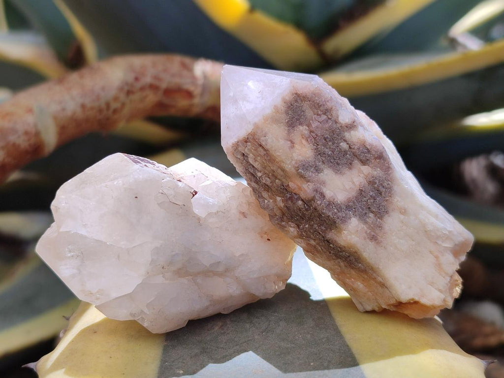 Natural Cascading Single Pineapple Quartz Crystals x 24 From Antsirabe, Madagascar