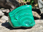 Polished Flower Banded Malachite Free Forms x 12 From Congo