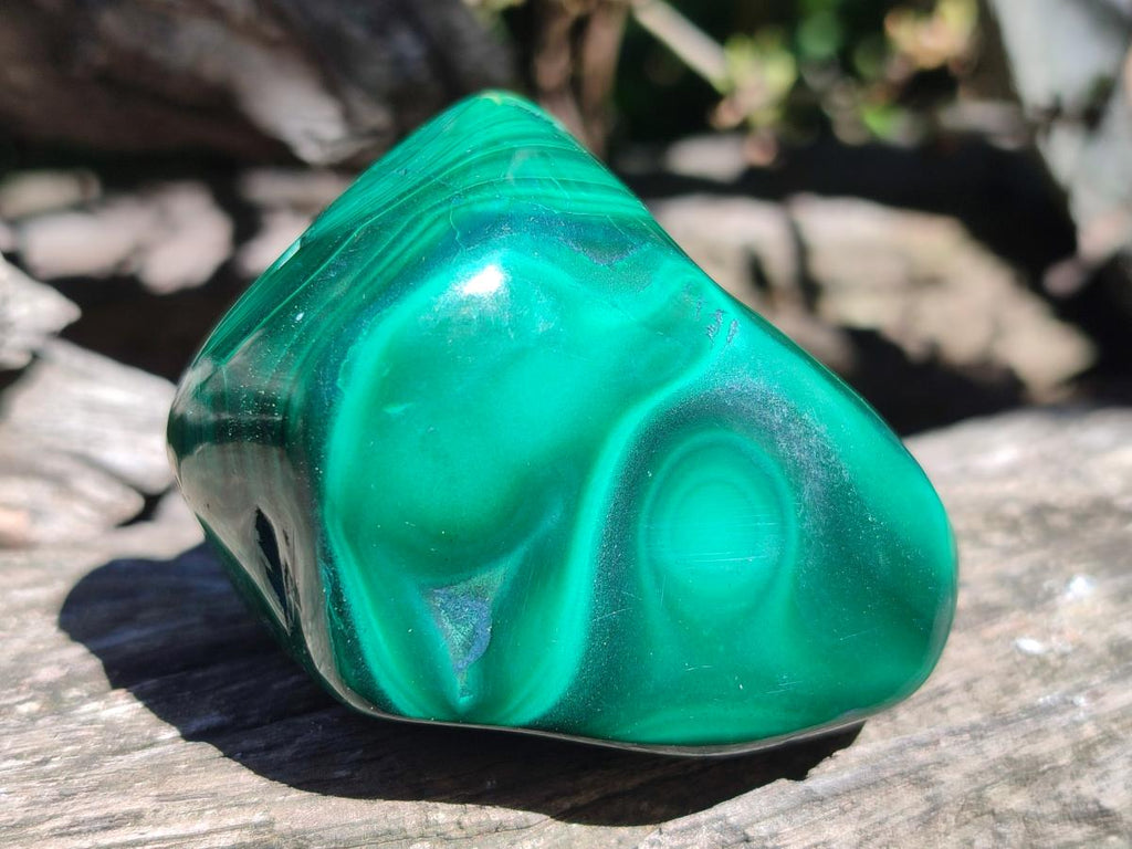 Polished Flower Banded Malachite Free Forms x 12 From Congo