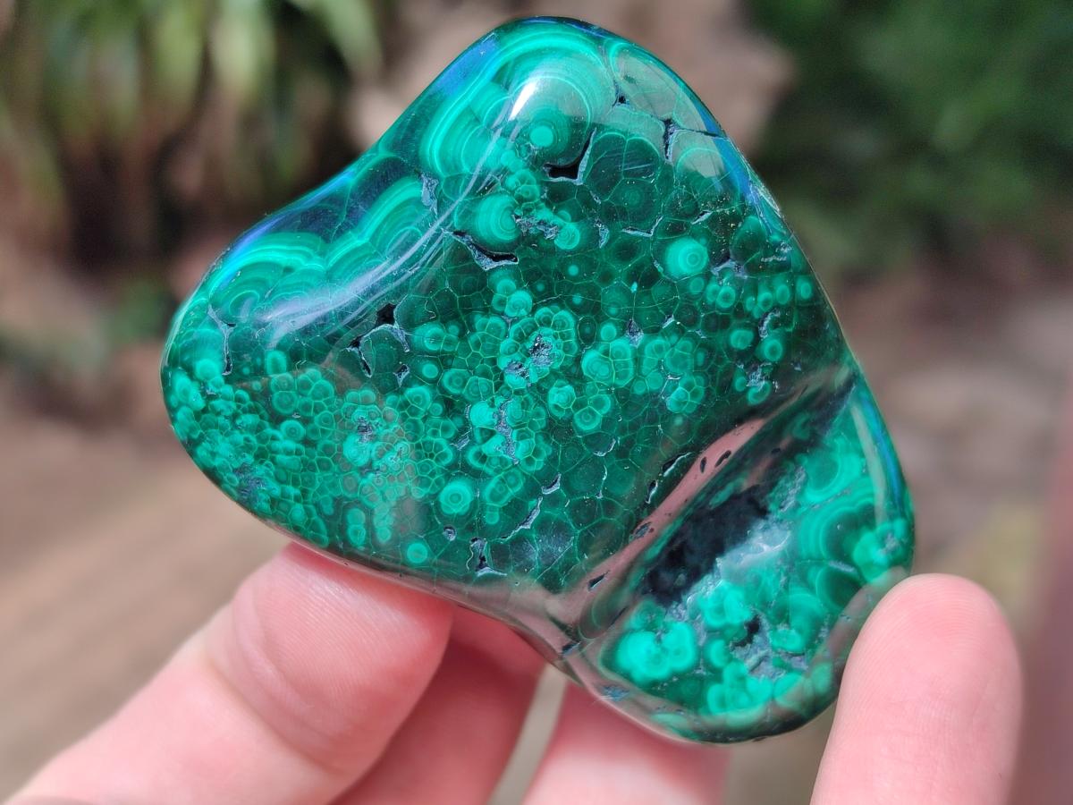 Polished Flower Banded Malachite Free Forms x 12 From Congo