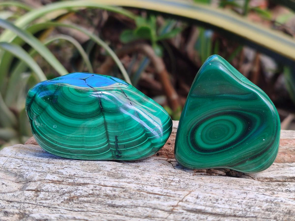 Polished Flower Banded Malachite Free Forms x 12 From Congo