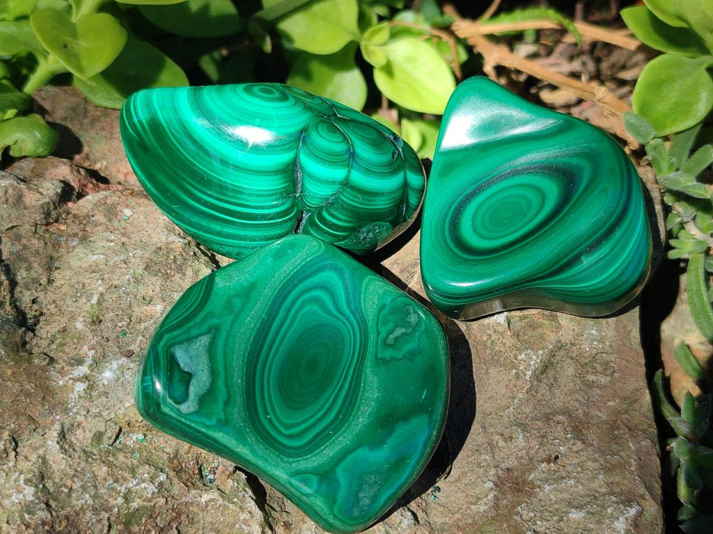 Polished Flower Banded Malachite Free Forms x 12 From Congo