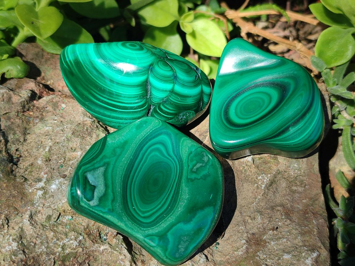 Polished Flower Banded Malachite Free Forms x 12 From Congo