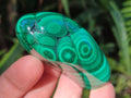 Polished Flower Banded Malachite Free Forms x 12 From Congo
