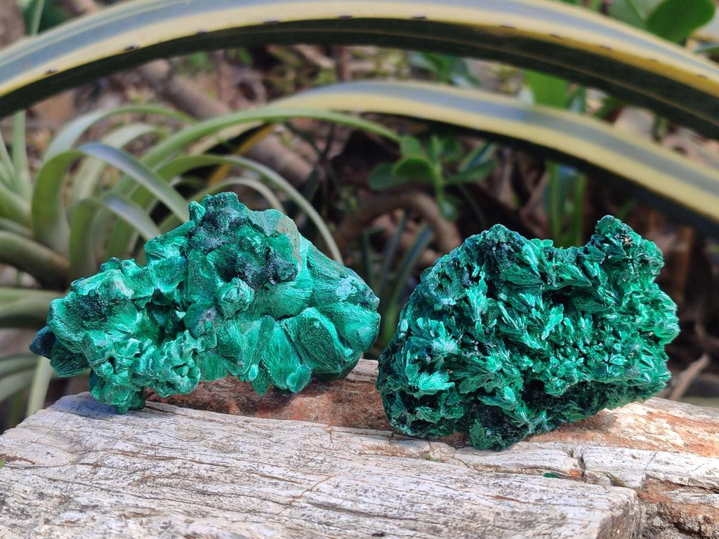 Natural Silky Malachite Specimens x 6 From Kasompe, Congo