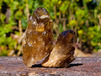 Natural Citrine Quartz Crystals x 51 From Luena, Congo