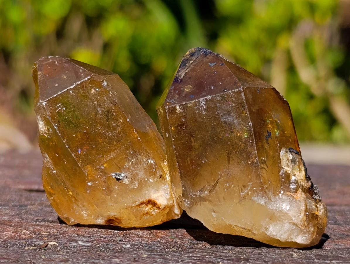 Natural Citrine Quartz Crystals x 51 From Luena, Congo