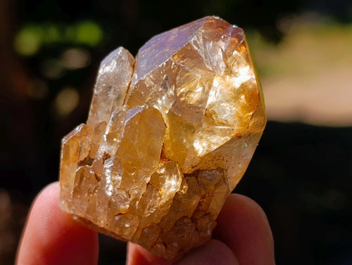 Natural Citrine Quartz Crystals x 51 From Luena, Congo