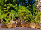 Natural Citrine Quartz Crystals x 51 From Luena, Congo