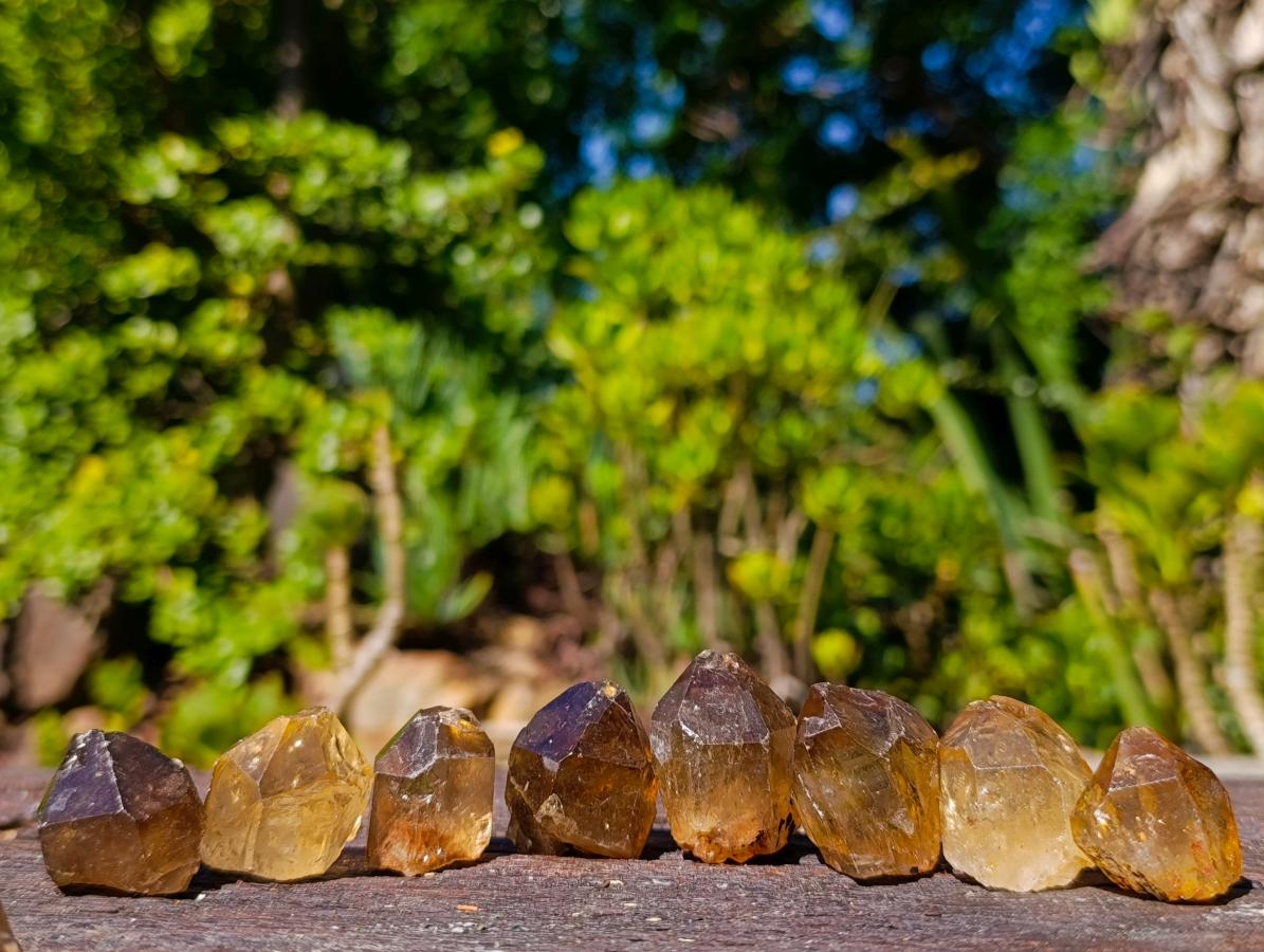 Natural Citrine Quartz Crystals x 51 From Luena, Congo