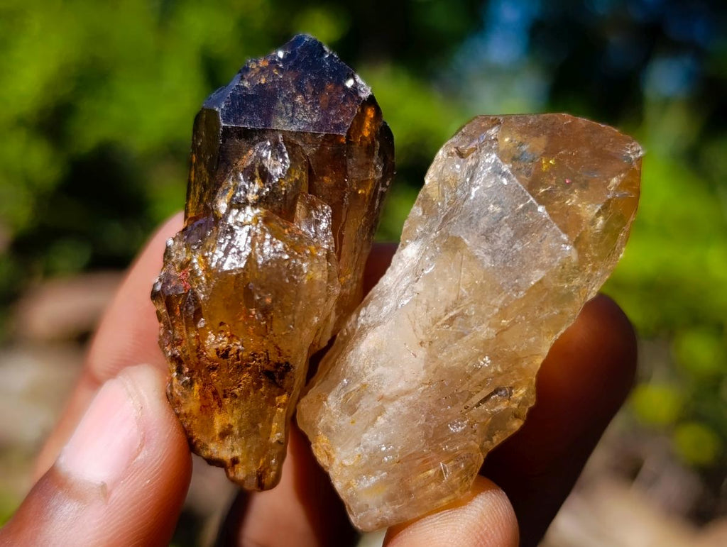 Natural Citrine Quartz Crystals x 51 From Luena, Congo