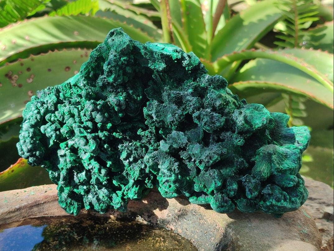 Natural Large Cabinet Size Silky Malachite Specimens x 2 From Kasompe, Congo