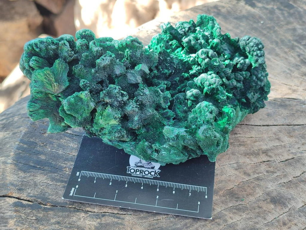 Natural Large Cabinet Size Silky Malachite Specimens x 2 From Kasompe, Congo