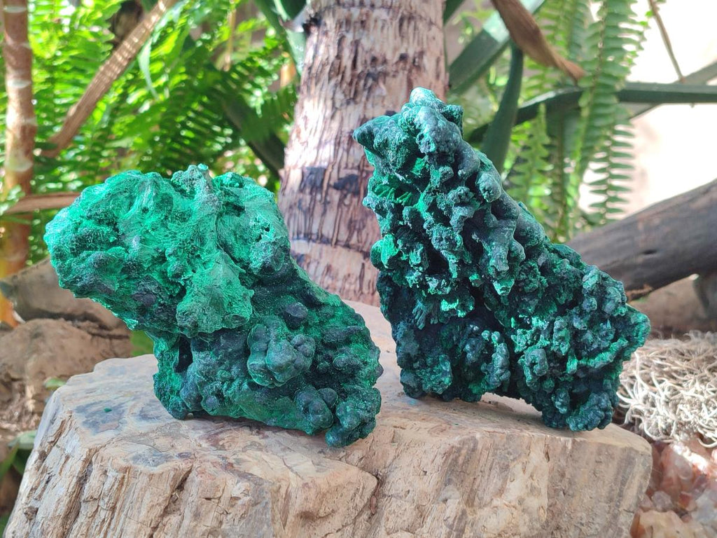 Natural Large Cabinet Size Silky Malachite Specimens x 2 From Kasompe, Congo