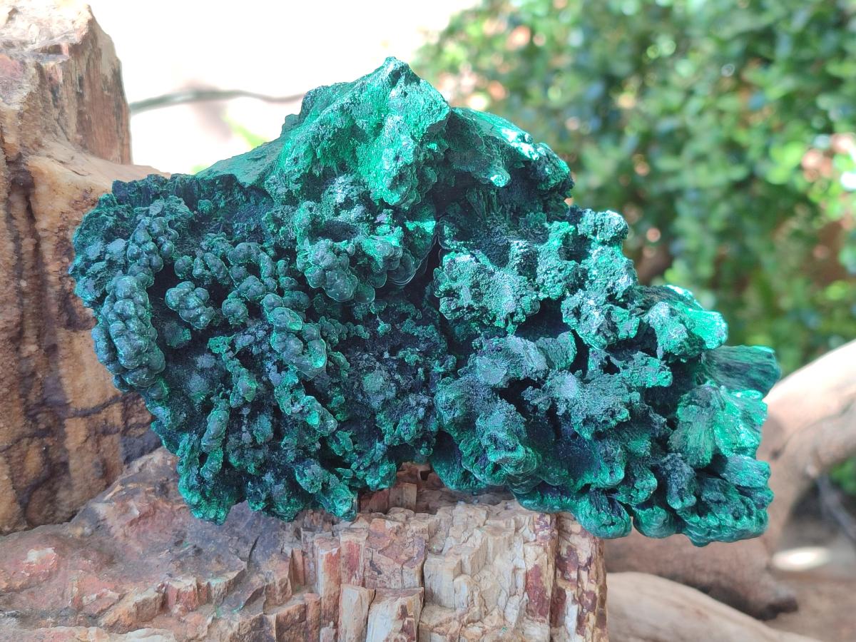 Natural Large Cabinet Size Silky Malachite Specimens x 2 From Kasompe, Congo