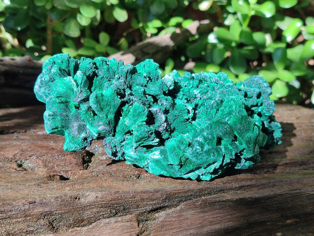 Natural Large Cabinet Size Silky Malachite Specimens x 2 From Kasompe, Congo