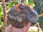 Hand Made Cleoniceras Ammonite Fossil Snake Carvings x 2 From Tulear, Madagascar
