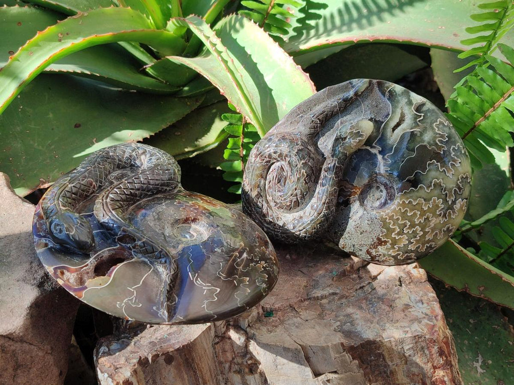 Hand Made Cleoniceras Ammonite Fossil Snake Carvings x 2 From Tulear, Madagascar