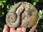 Hand Made Cleoniceras Ammonite Fossil Snake Carvings x 2 From Tulear, Madagascar