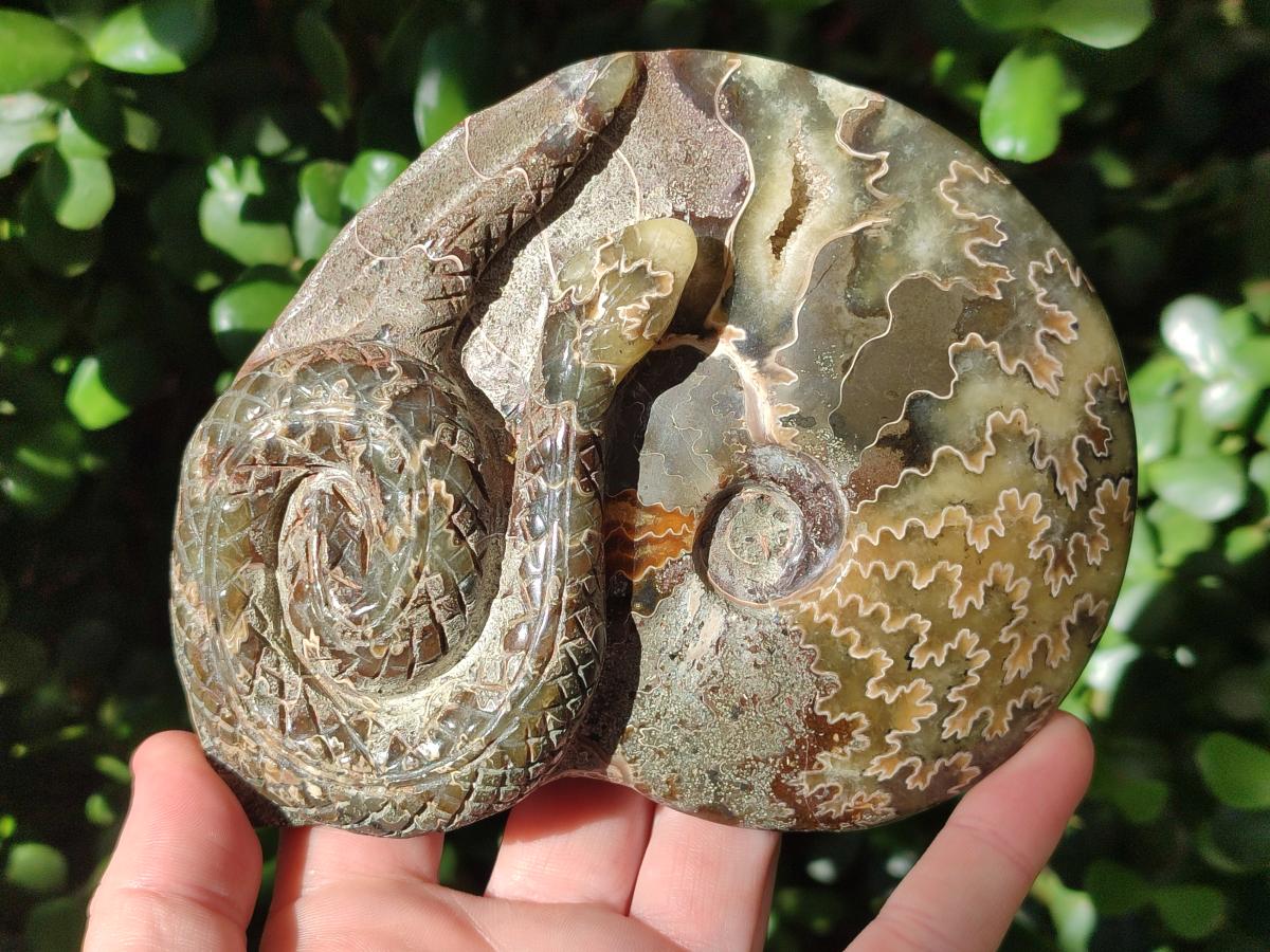 Hand Made Cleoniceras Ammonite Fossil Snake Carvings x 2 From Tulear, Madagascar