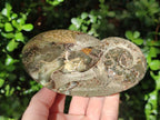 Hand Made Cleoniceras Ammonite Fossil Snake Carvings x 2 From Tulear, Madagascar