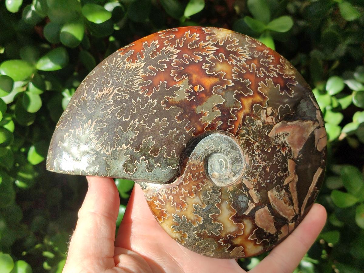 Hand Made Cleoniceras Ammonite Fossil Snake Carvings x 2 From Tulear, Madagascar