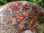 Hand Made Cleoniceras Ammonite Fossil Snake Carvings x 2 From Tulear, Madagascar