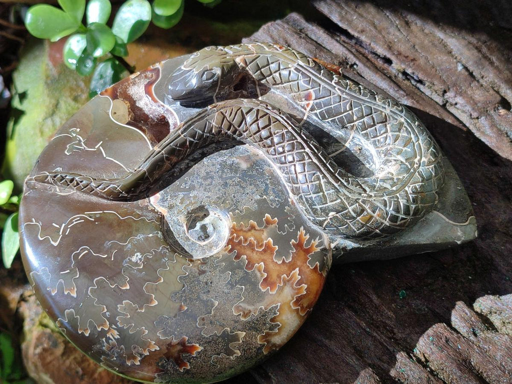 Hand Made Cleoniceras Ammonite Fossil Snake Carvings x 2 From Tulear, Madagascar