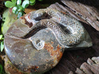 Hand Made Cleoniceras Ammonite Fossil Snake Carvings x 2 From Tulear, Madagascar