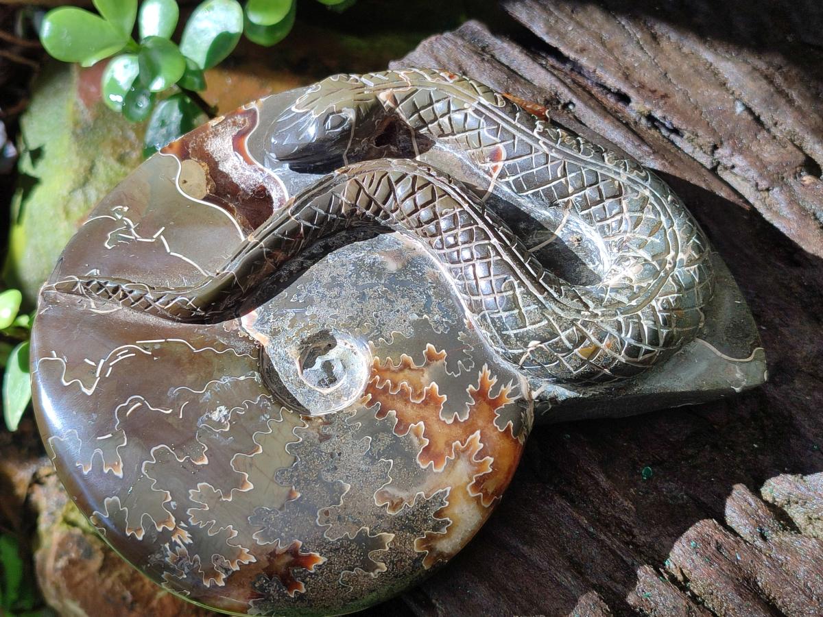 Hand Made Cleoniceras Ammonite Fossil Snake Carvings x 2 From Tulear, Madagascar