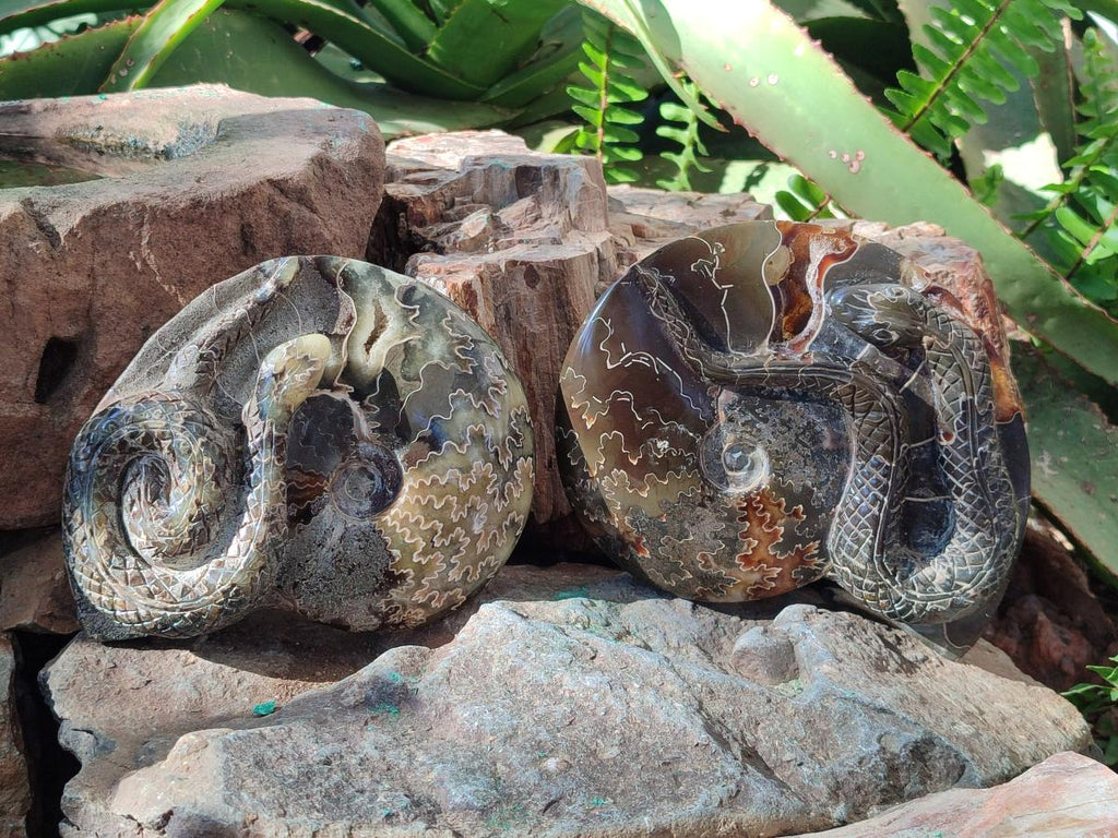 Hand Made Cleoniceras Ammonite Fossil Snake Carvings x 2 From Tulear, Madagascar