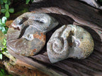 Hand Made Cleoniceras Ammonite Fossil Snake Carvings x 2 From Tulear, Madagascar