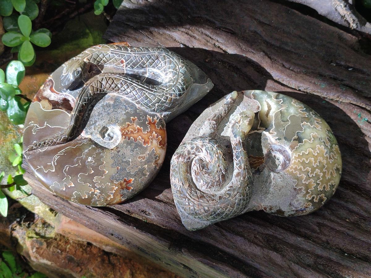 Hand Made Cleoniceras Ammonite Fossil Snake Carvings x 2 From Tulear, Madagascar